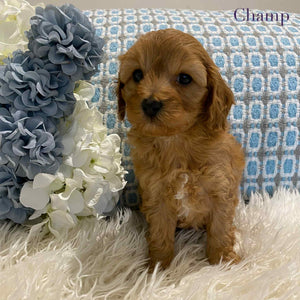 Cavoodle Mini Male Champ - Available to Adopt 18th July 2025