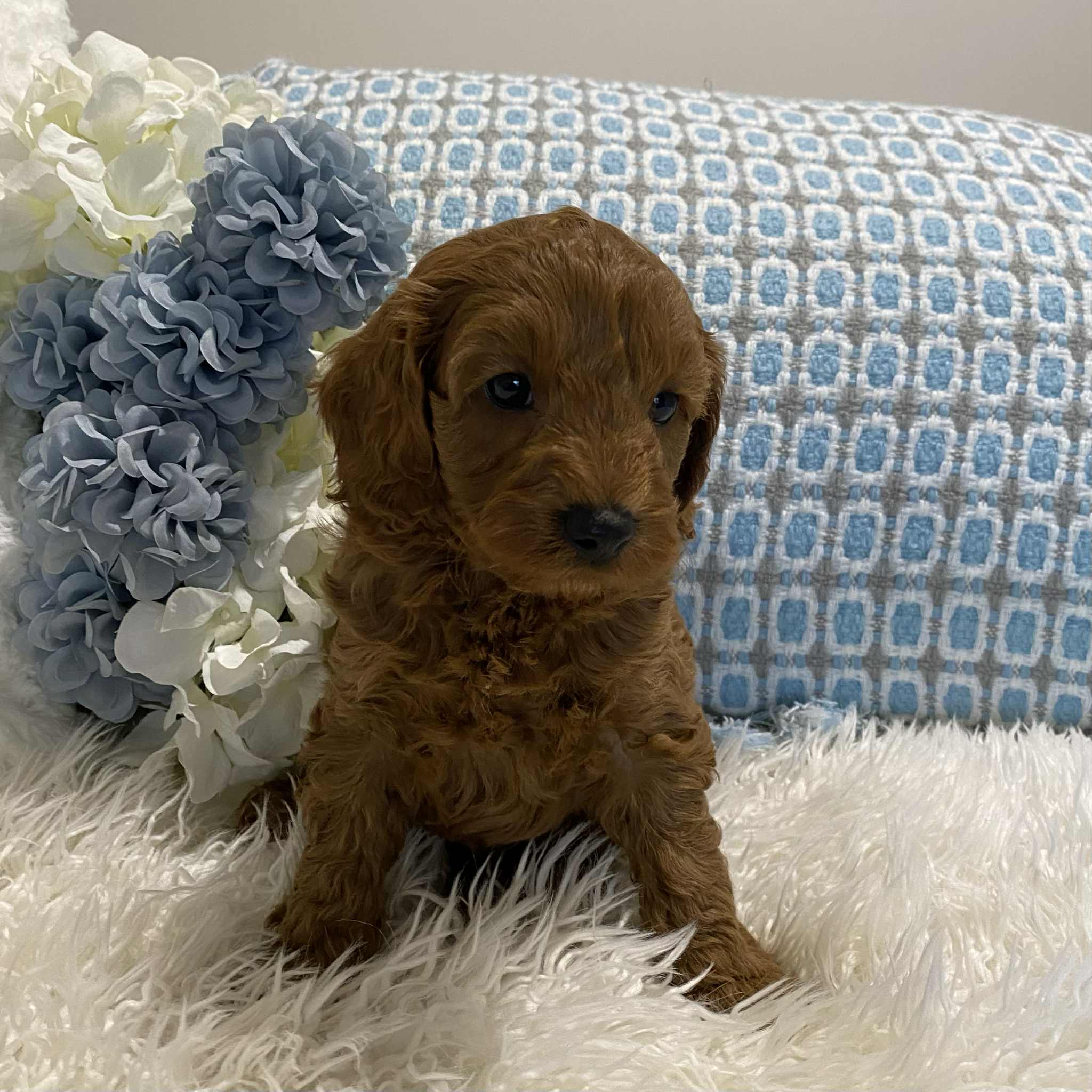 Cavoodle Mini Male Chico - Available to Adopt 18th July 2025