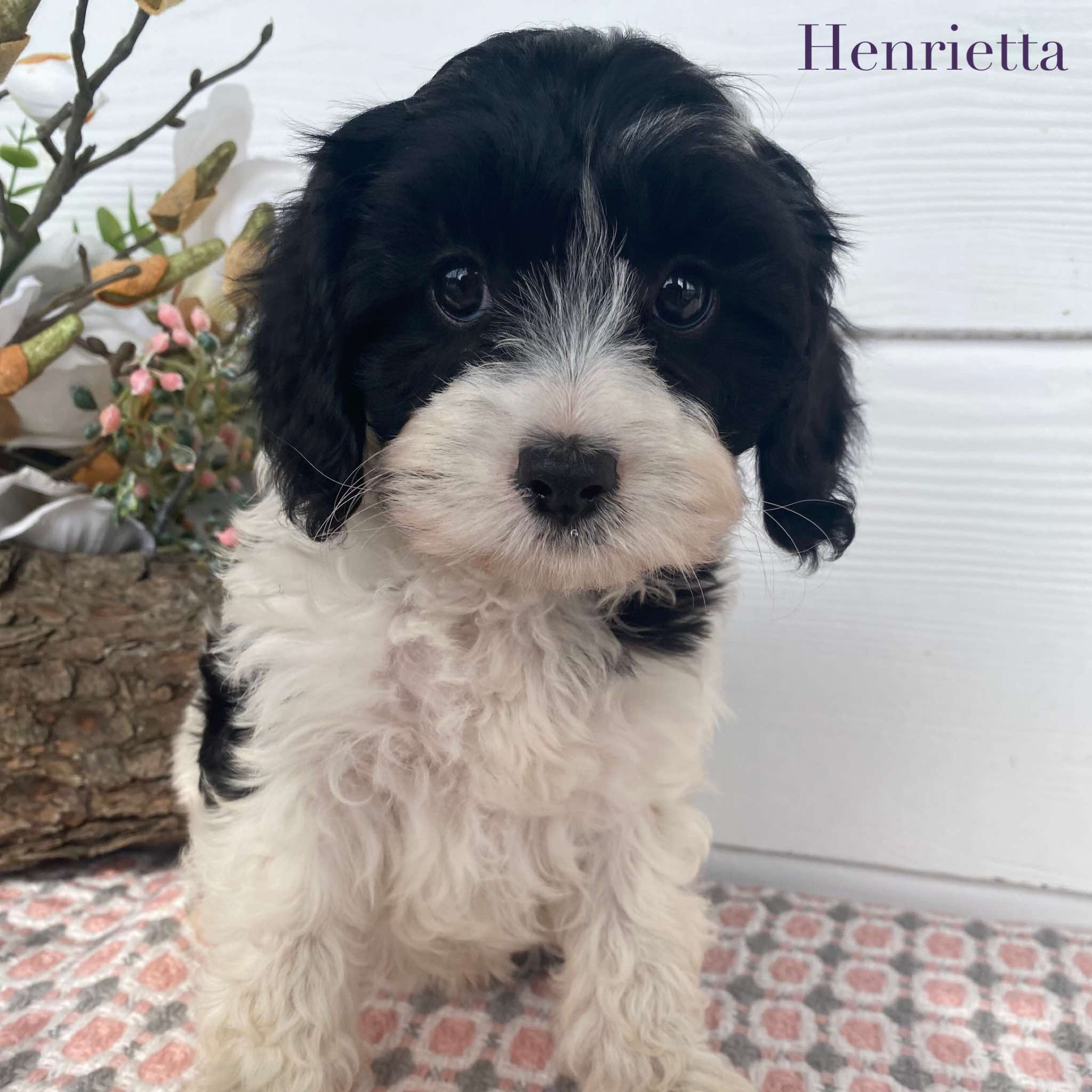 Cavoodle Mini Female Henrietta - Available Now to Adopt