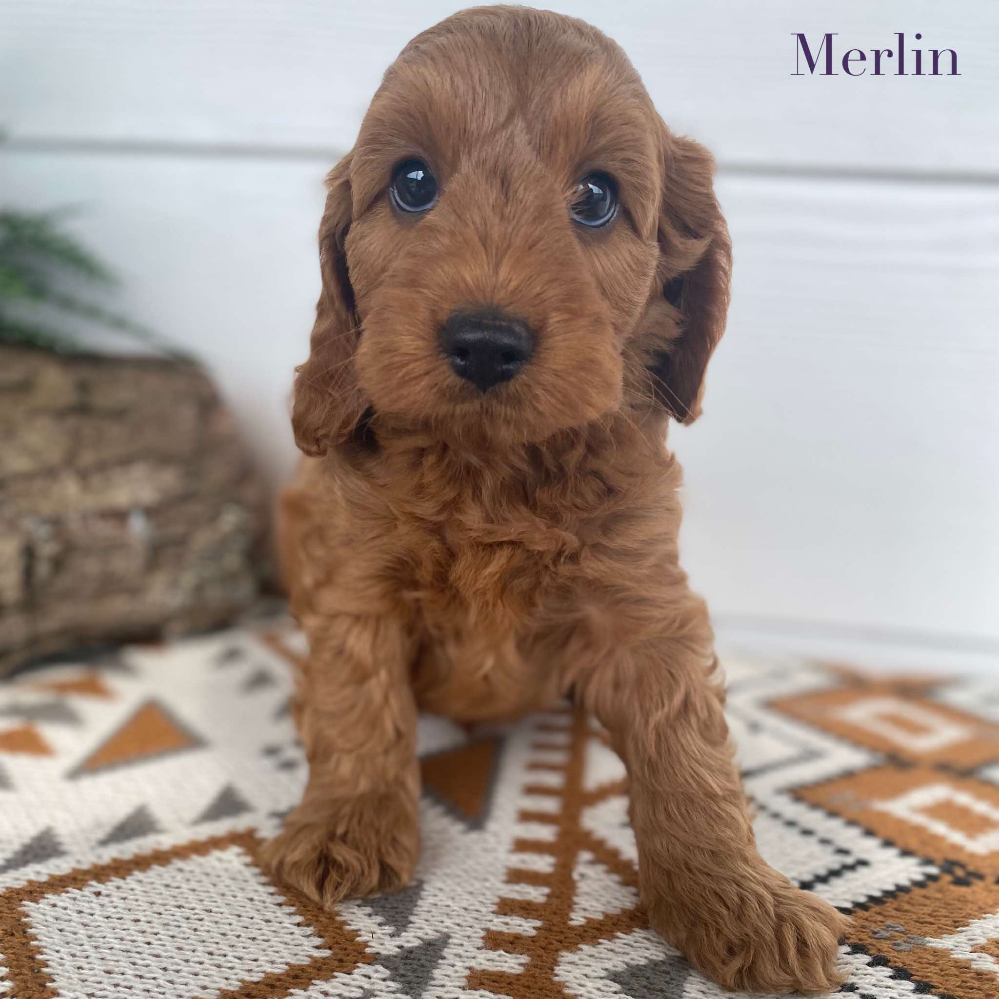 Spoodle Mini Male Merlin - Adopted