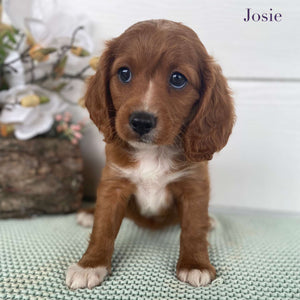 Cavoodle Toy Female Josie - Adopted