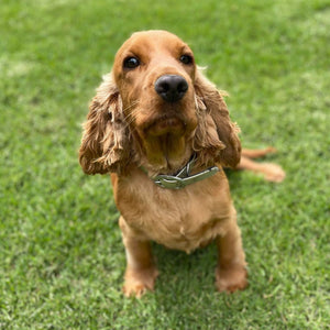 Spoodle Mini Female Harper - Adopted