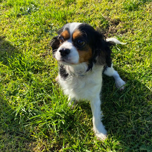 Cavoodle Mini Male Harvey - Available to Now to Adopt