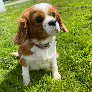 Cavoodle Toy Female Honey - Available to Adopt 11th October 2025
