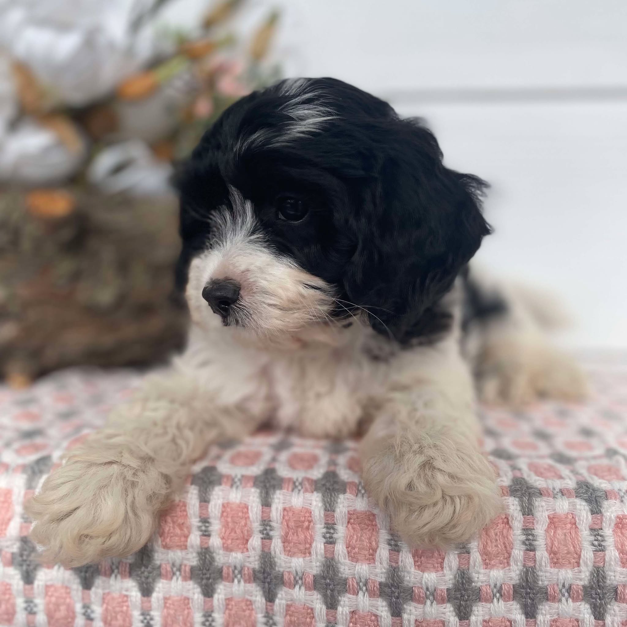 Cavoodle Mini Female Henrietta - Available Now to Adopt