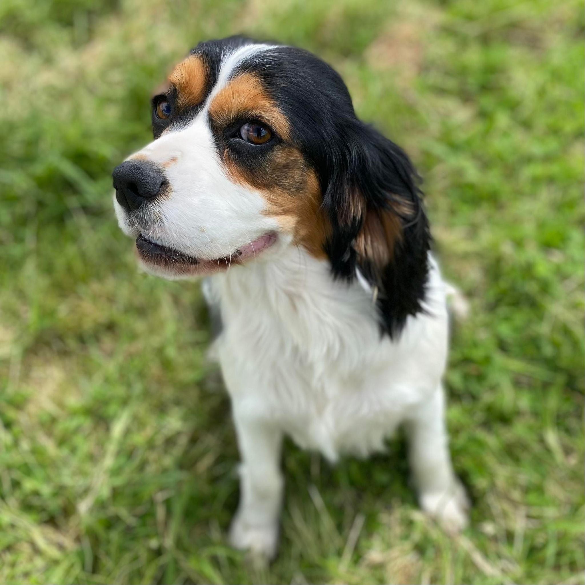 Cavoodle X Mini Female Winter - Available to Adopt 9th March 2025