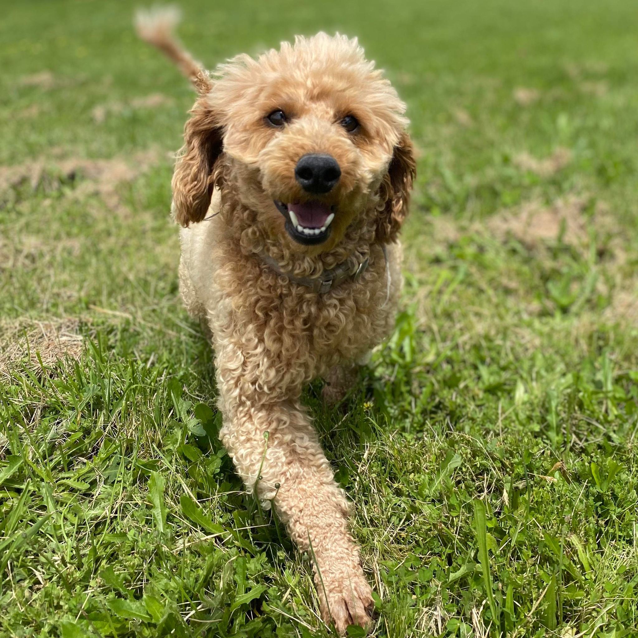 Cavoodle X Mini Female Winter - Available to Adopt 9th March 2025