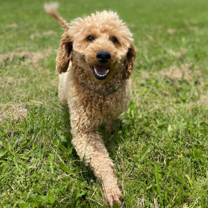 Cavoodle X Mini Female Winter - Available to Adopt 9th March 2025