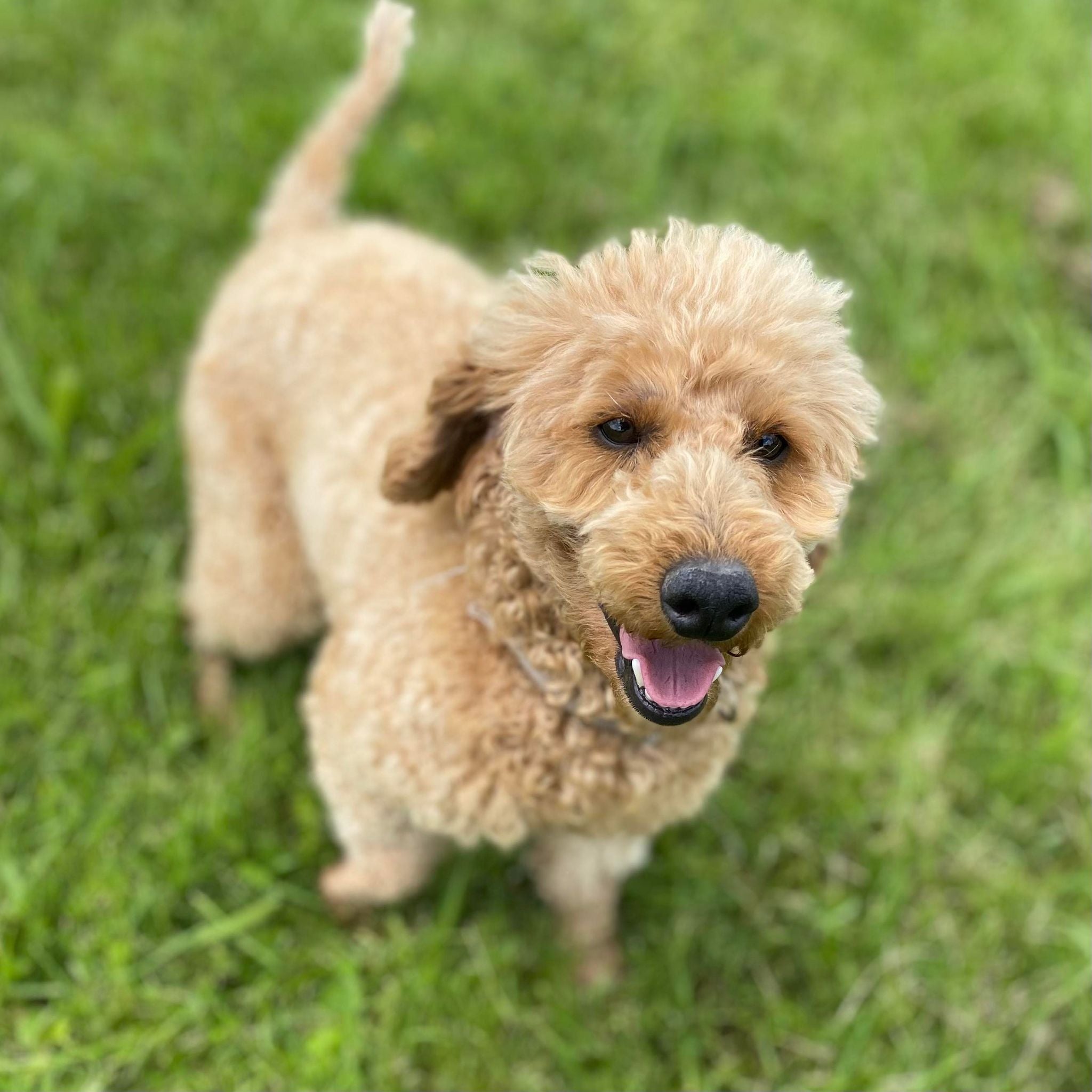 Spoodle Mini Female Bubbles - Adopted