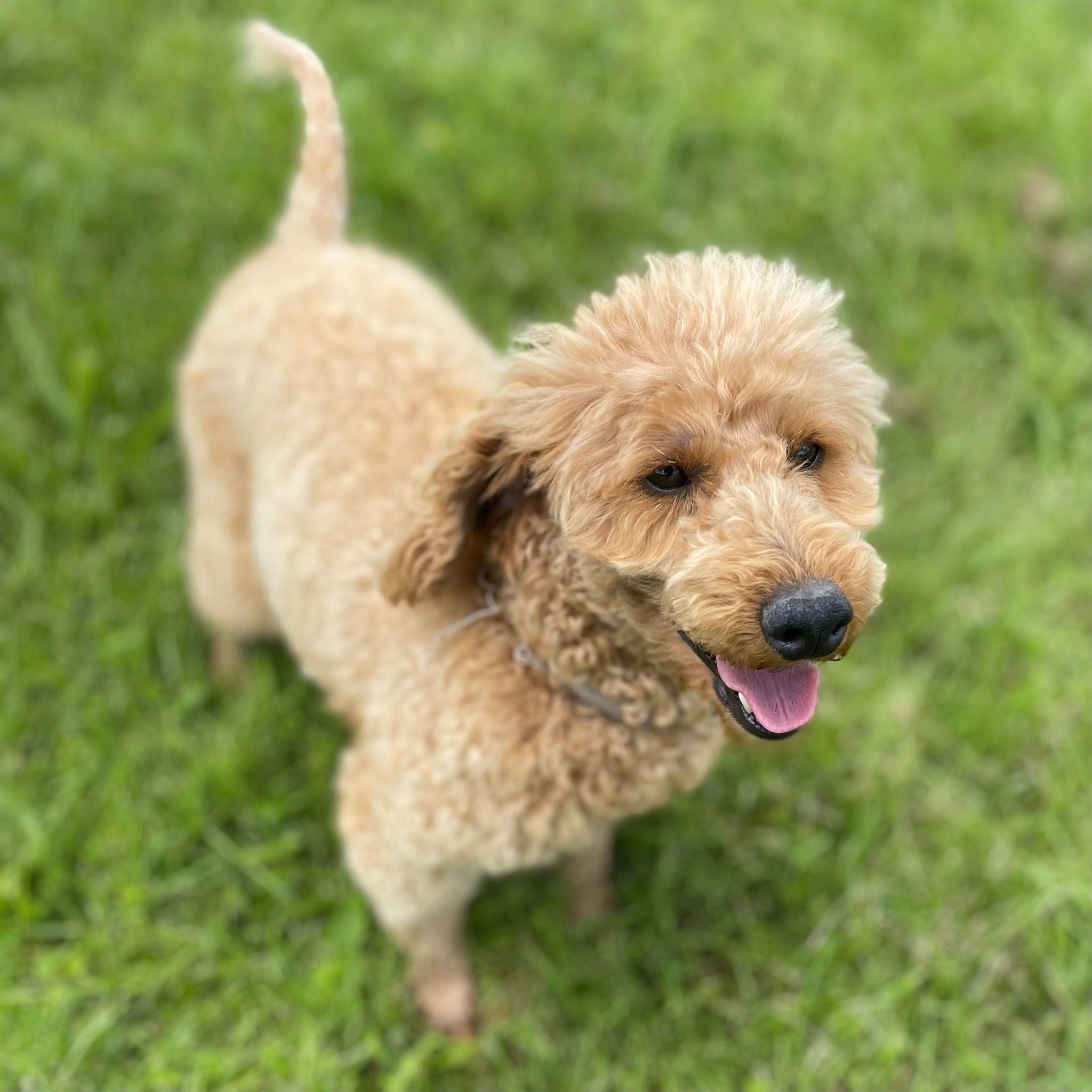 Spoodle Mini Male Scooby - Available now for his forever home