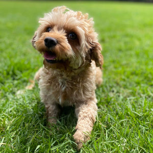 Cavoodle Toy Female Star - Adopted