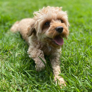 Cavoodle Toy Male Buddy - Available Now to Adopt