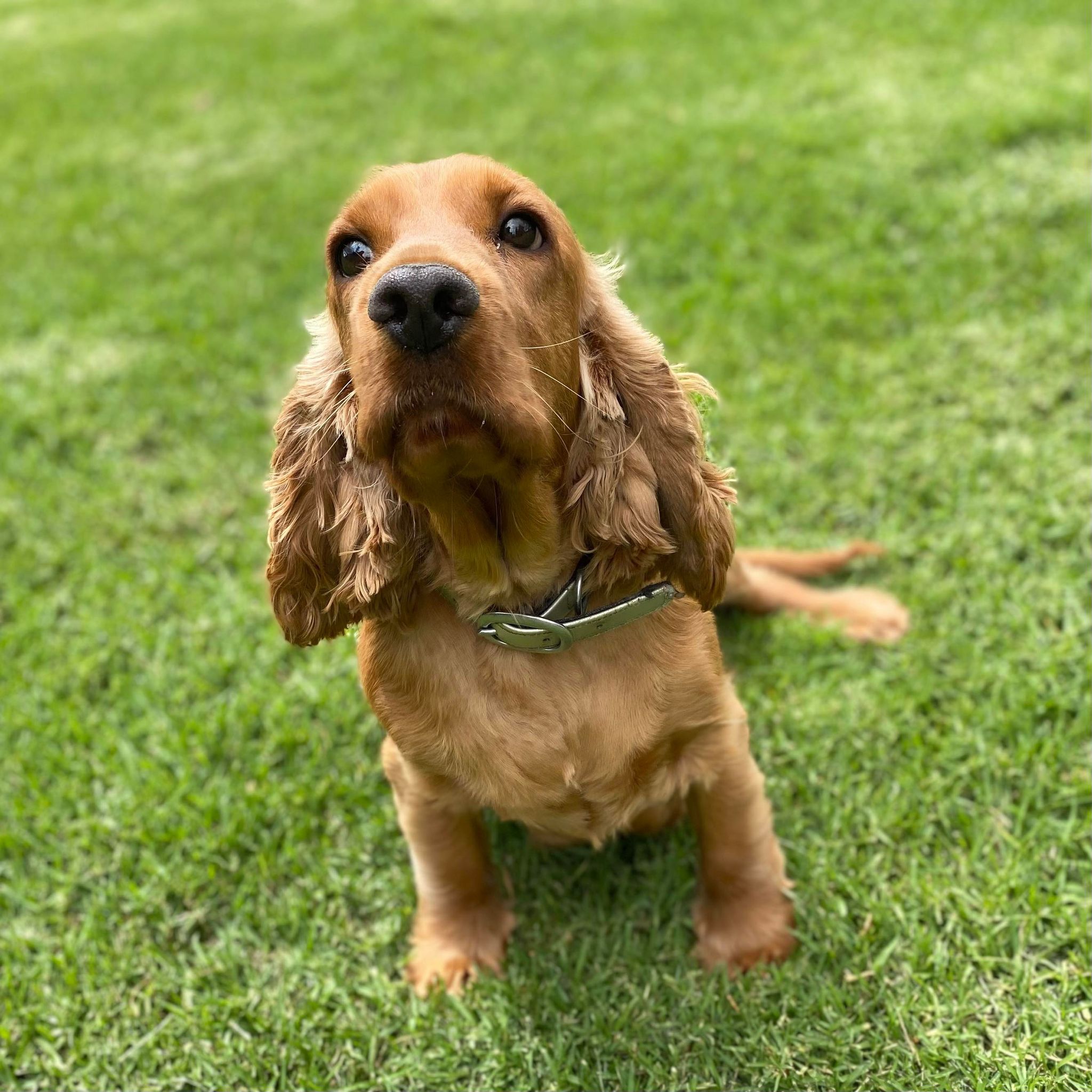 Spoodle Mini Male Herby - Available to Adopt 21st Jan 2025