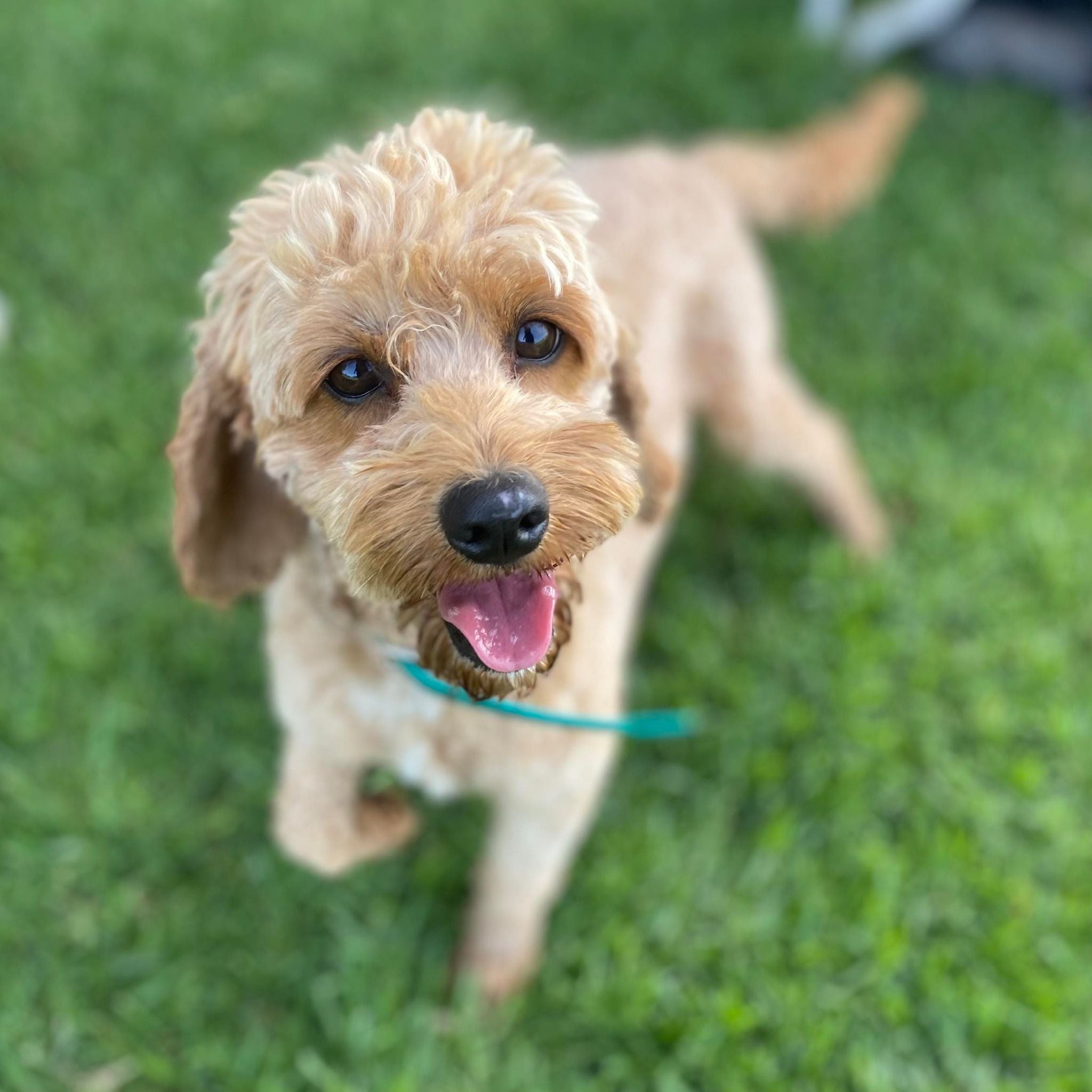 Cavoodle Mini Male Alfie - Available to Adopt 31st Jan