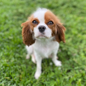 Cavoodle Toy Male Major - Available Now to Adopt