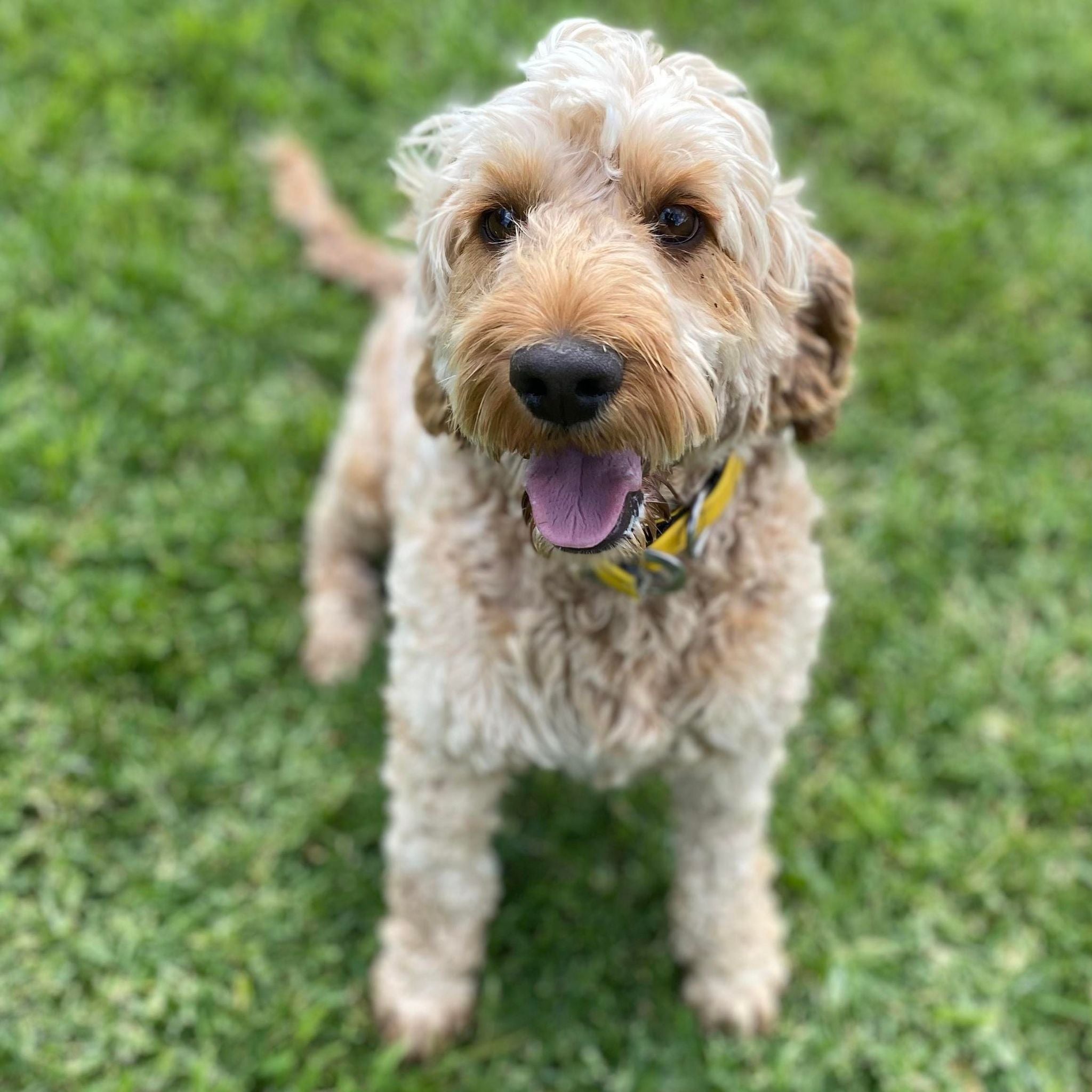 Spoodle Mini Male Scooby - Available now for his forever home