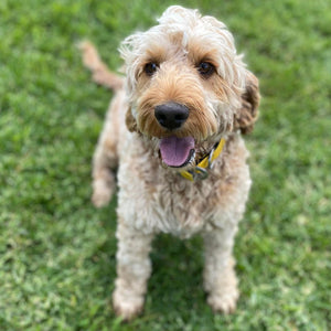 Spoodle Mini Male Scooby - Available now for his forever home