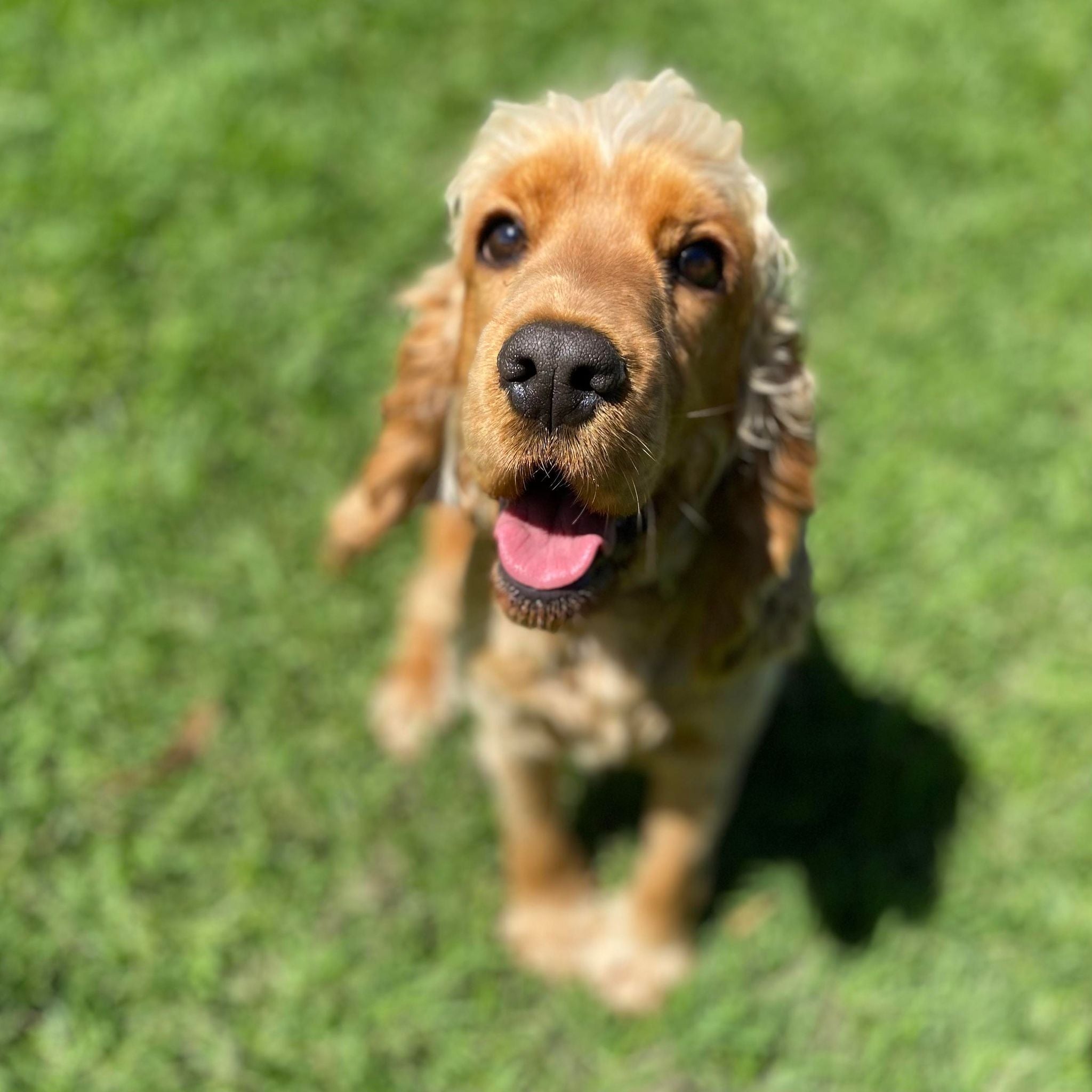 Spoodle Mini Male Buster - Available to Adopt 26th November 2025