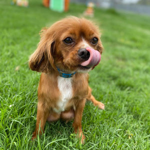 Cavalier Male Diesel - Available to Adopt 15th October 2025