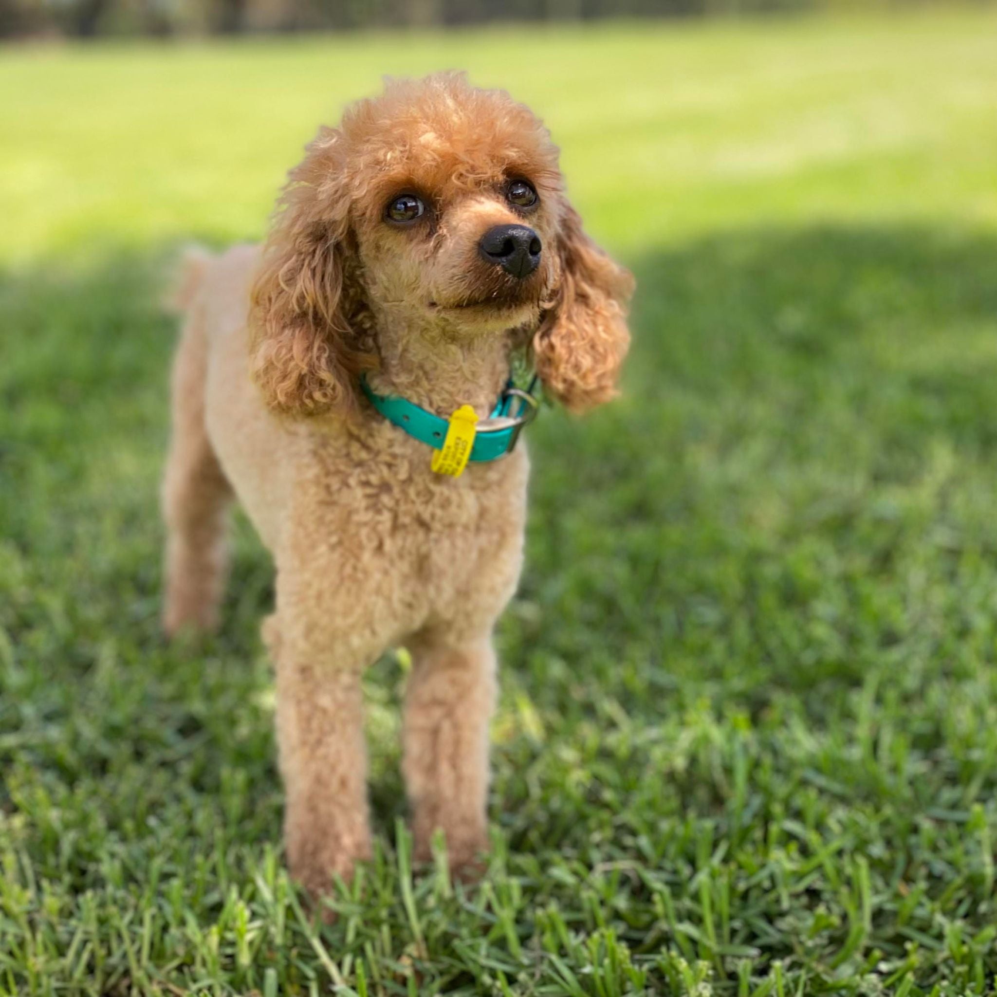 Cavoodle Toy Female Honey - Available to Adopt 11th October 2025