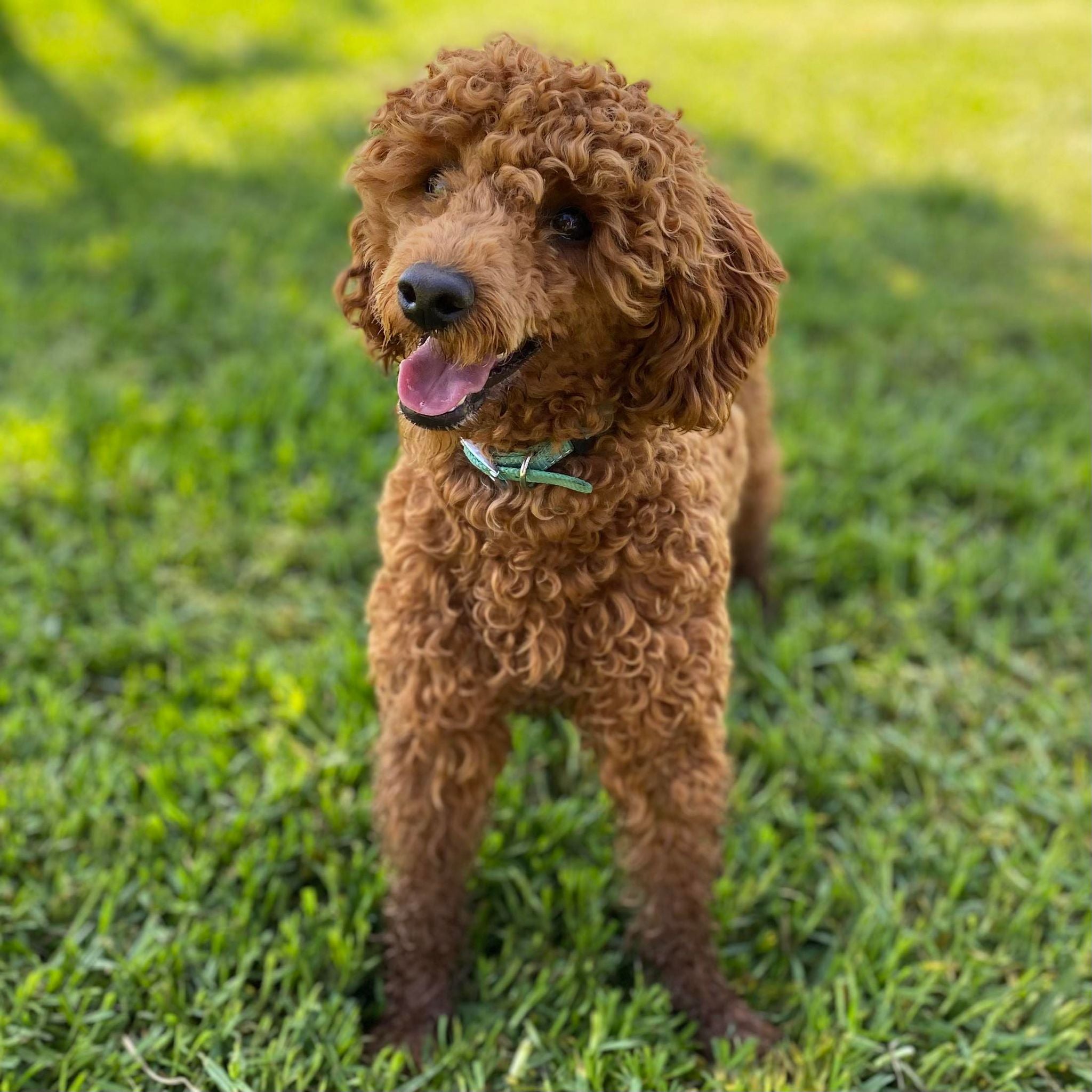 .Cavoodle Toy Female Lilac - Available Now to Adopt
