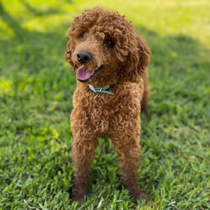 Cavoodle Toy Female Star - Adopted