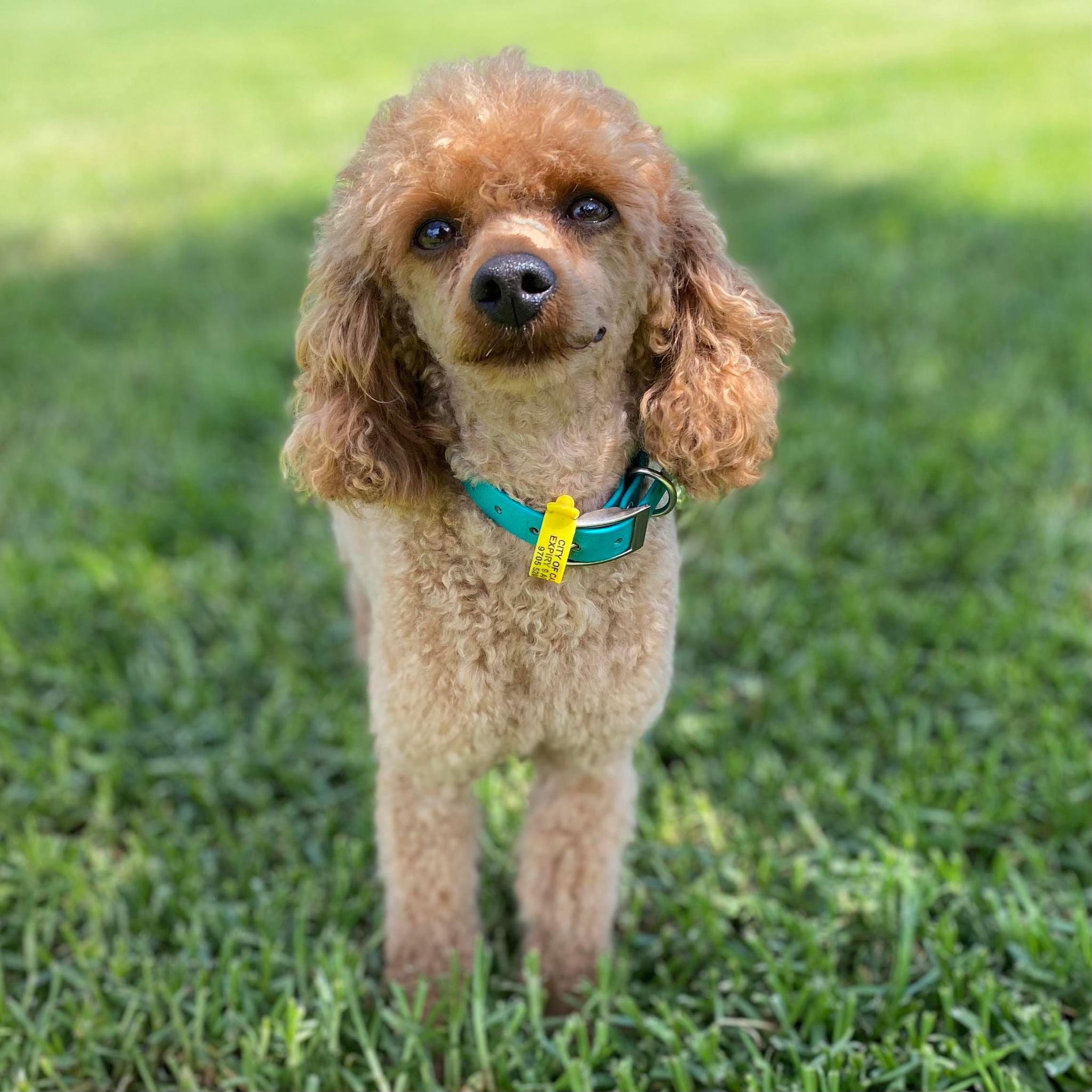 Cavoodle Toy Female Abbey - Available to Adopt 29th April 2025