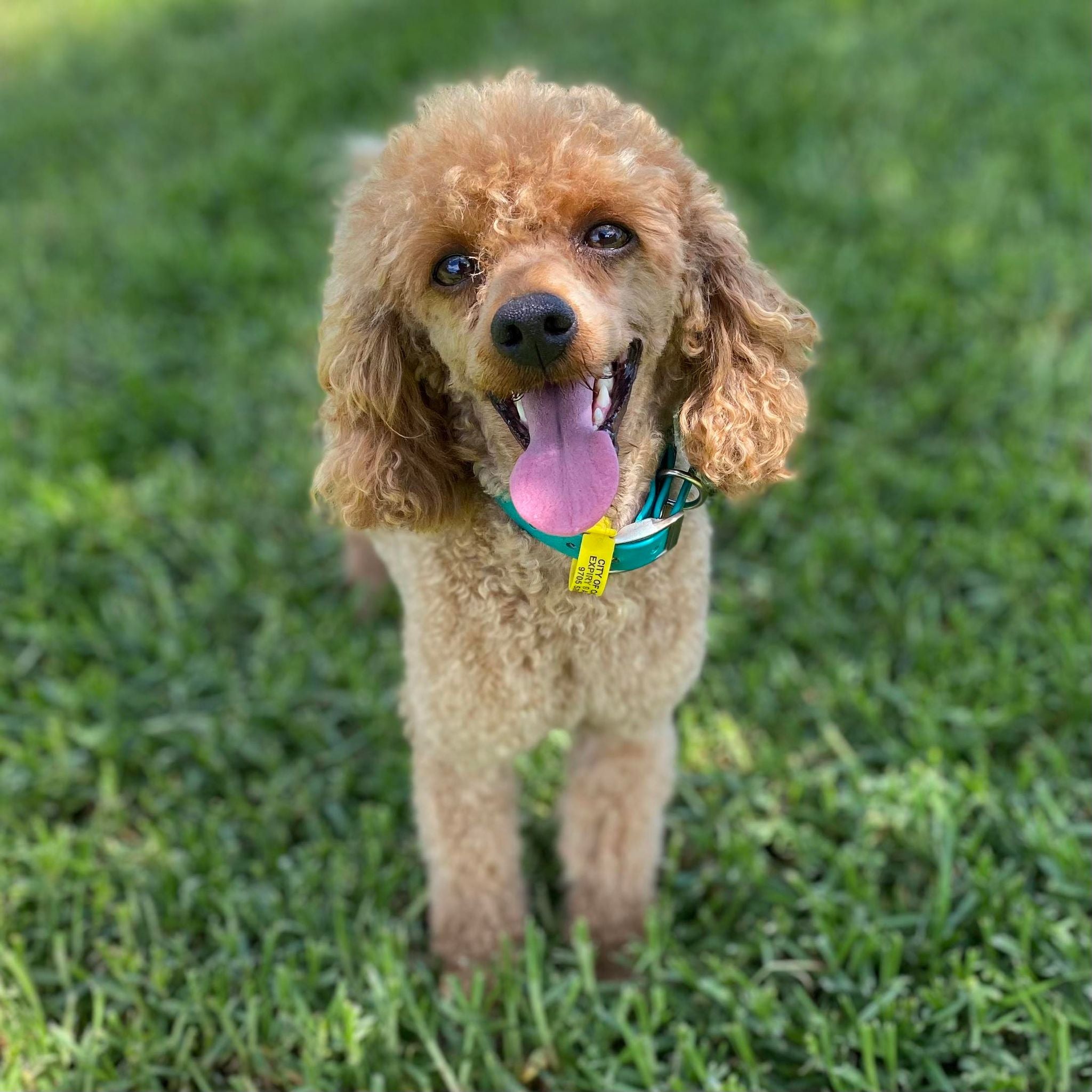 Cavoodle Toy Male Lester - Available Now to Adopt