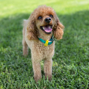 Cavoodle Toy Male Scout - Available to Adopt 7th October 2025