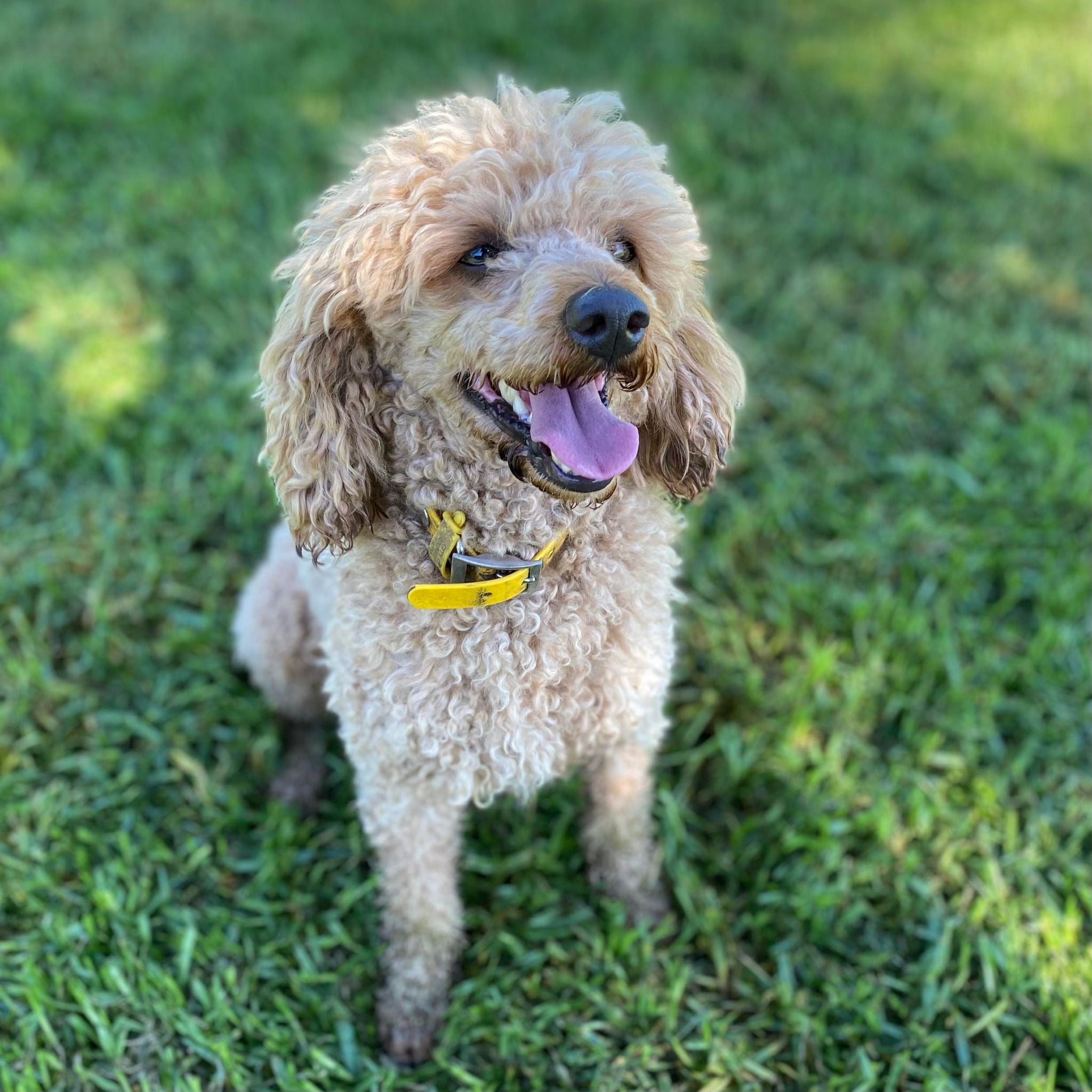 Cavoodle Mini Male Champ - Adopted