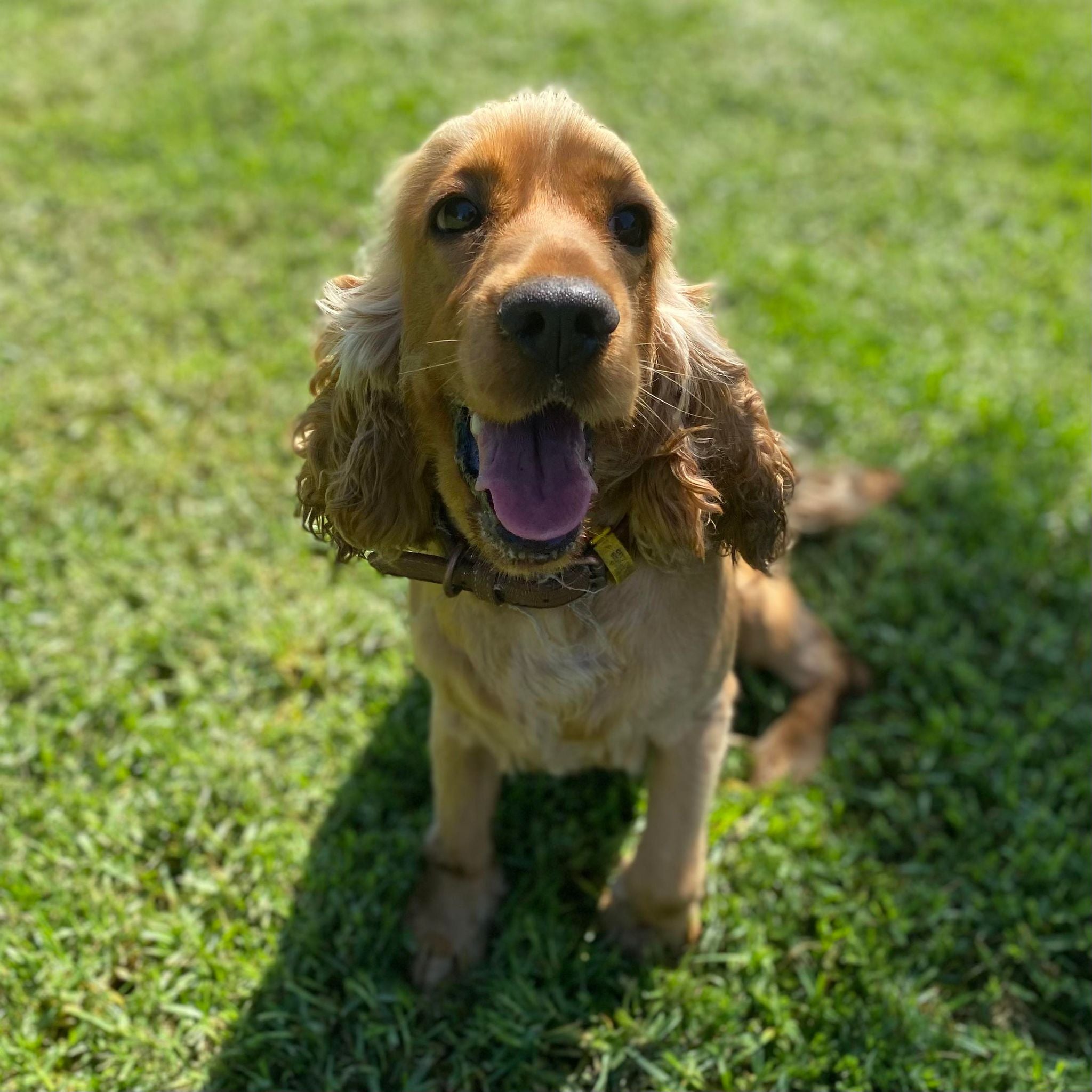 Spoodle Mini Female Melody - Available to Adopt 20th November 2025
