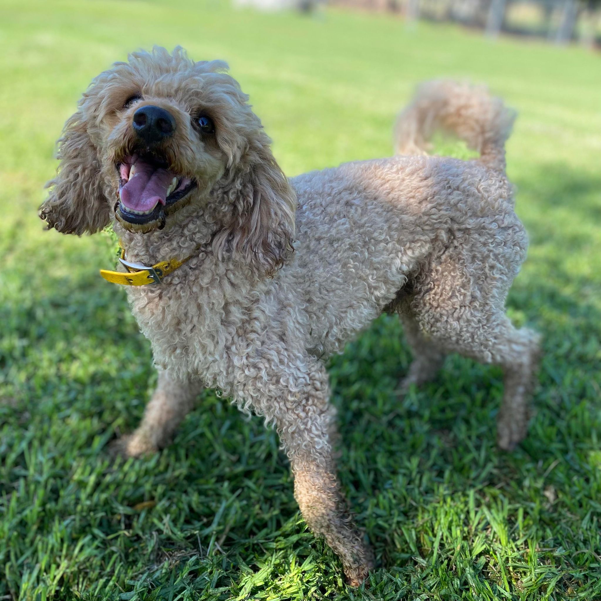 Cavoodle Mini Male Harvey - Available to Now to Adopt