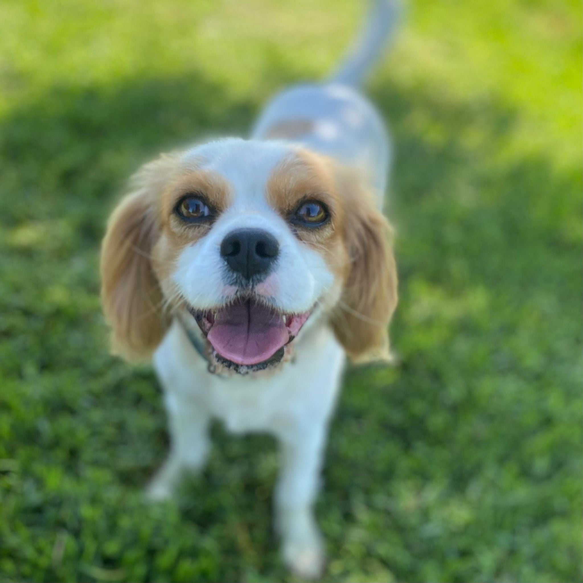 .Cavoodle Toy Female Lilac - Available Now to Adopt