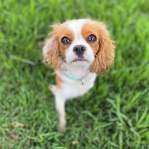 Cavoodle Toy Female Josie - Adopted