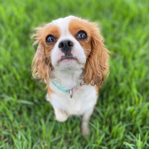 Cavoodle Toy Female Jazmine - Adopted