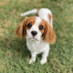 .Cavoodle Toy Male Irish - Available now for his forever home
