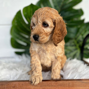 Mini Spoodle Female Lilly - Available Now to Adopt