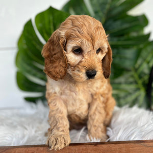 Mini Spoodle Female Lilly - Available Now to Adopt