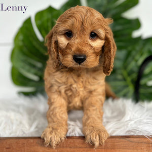 Mini Spoodle Male Lenny - Available Now to Adopt
