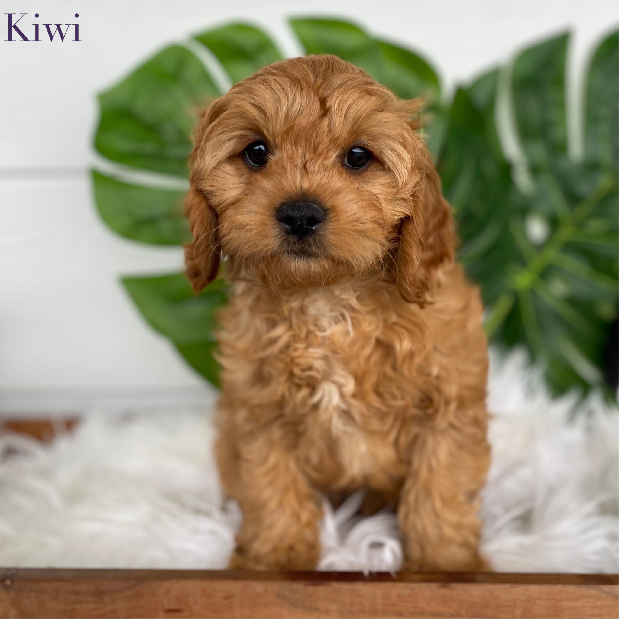 .Toy Cavoodle Male Kiwi - Available Now to Adopt