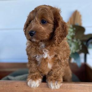 Mini Cavoodle Female Gypsy - Sale ends Sunday 12th May