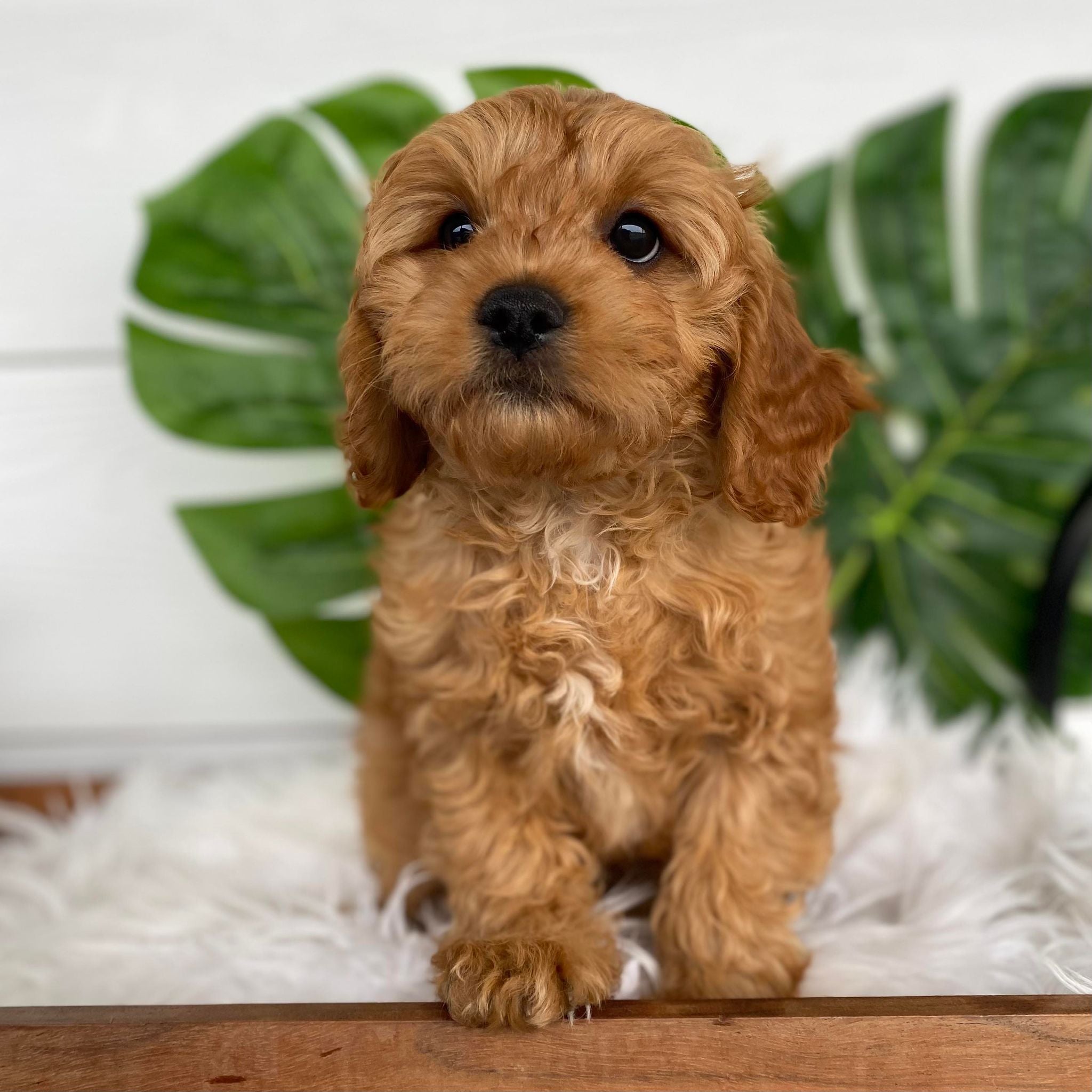 .Toy Cavoodle Male Kiwi - Available Now to Adopt