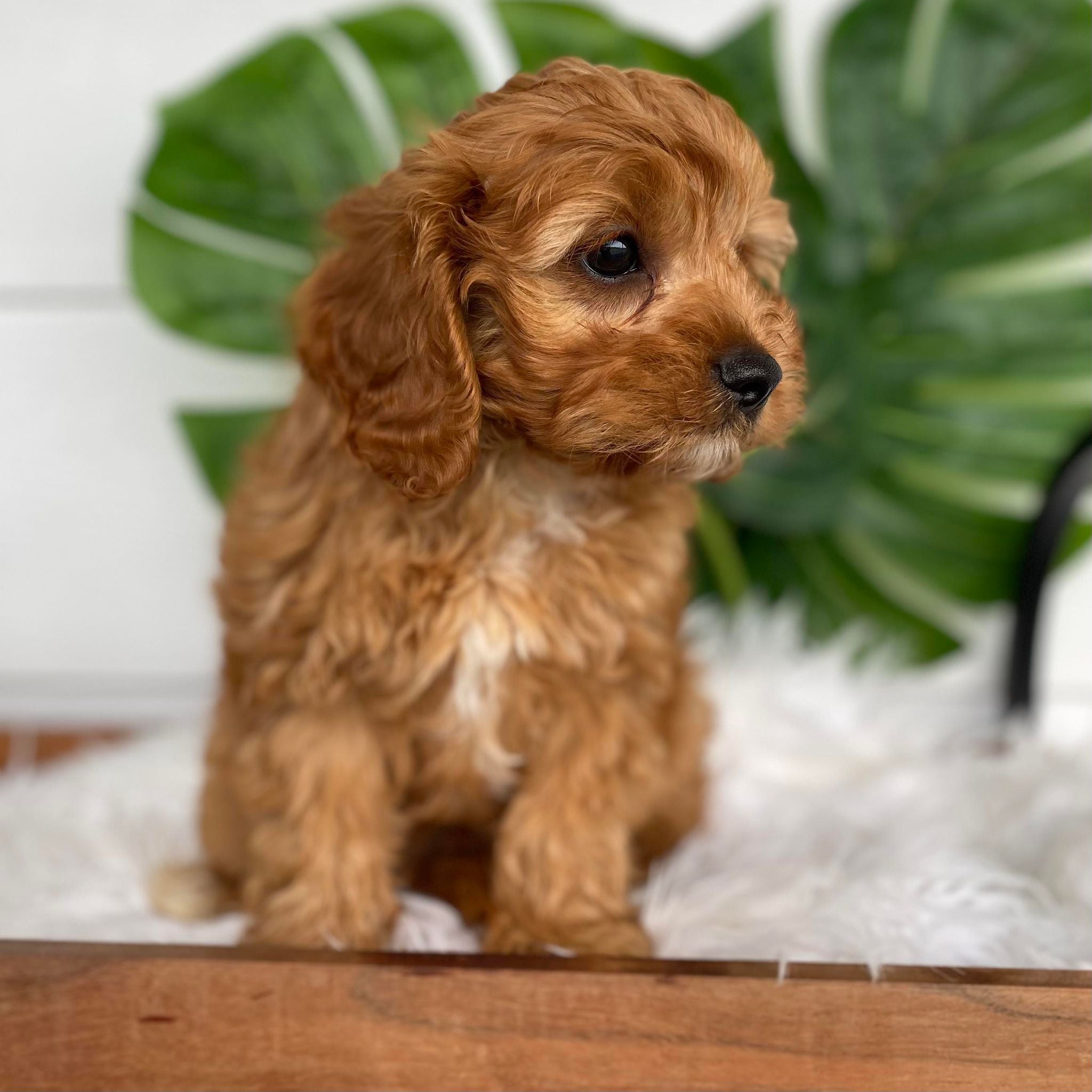 .Toy Cavoodle Male Kane - Available Now to Adopt