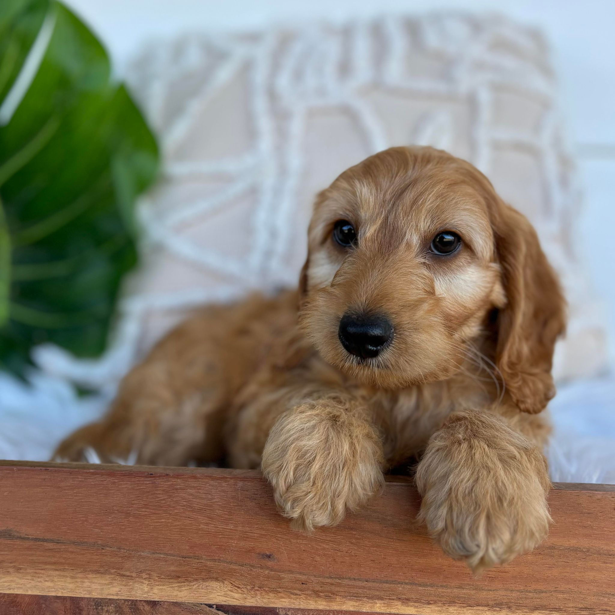 Mini Spoodle Female DeeDee - Available Now to Adopt Fully Vaccinated