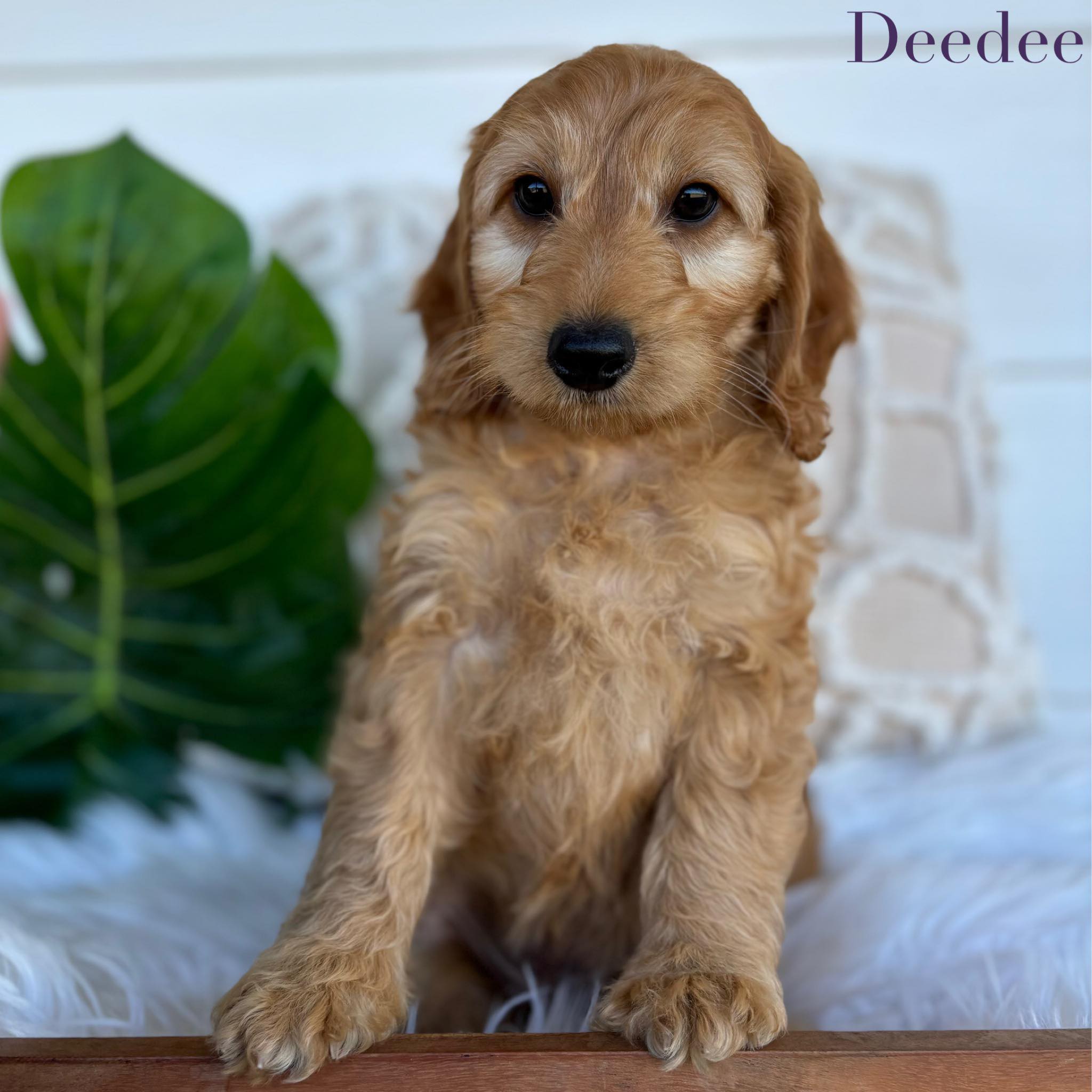Mini Spoodle Female DeeDee - Available Now to Adopt Fully Vaccinated