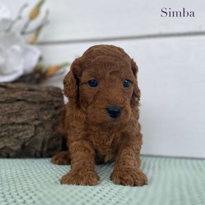 Spoodle Mini Male Simba - Available to Adopt 22nd Jan 2025