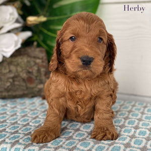 Spoodle Mini Male Herby - Available to Adopt 21st Jan 2025