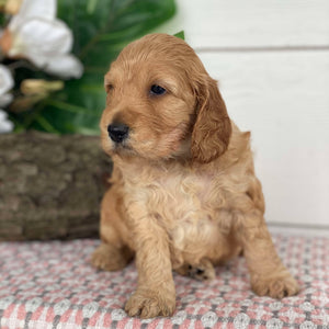 Spoodle Mini Female Holly - Available to Adopt 21st Jan 2025