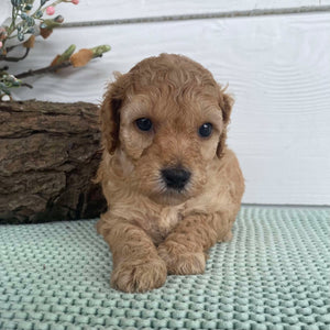 Spoodle Mini Female Stormy - Available to Adopt 22nd Jan 2025