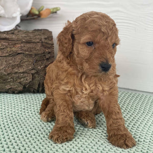 Spoodle Mini Male Scooter - Available to Adopt 22nd Jan 2025